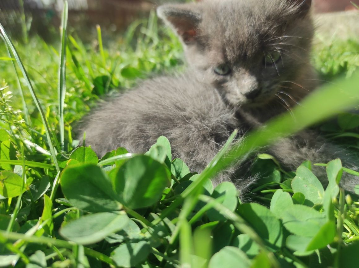 Віддам котиків в хороша руки