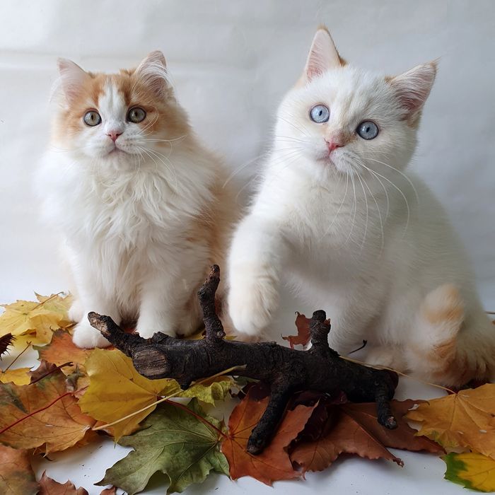 Киев котики, кошечки, котята, кошенята белые, рыжие, золотые шиншиллы