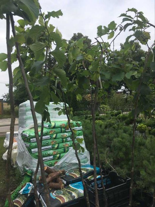 Judaszowiec  dąb buk grab kolumnowy modrzew albicja