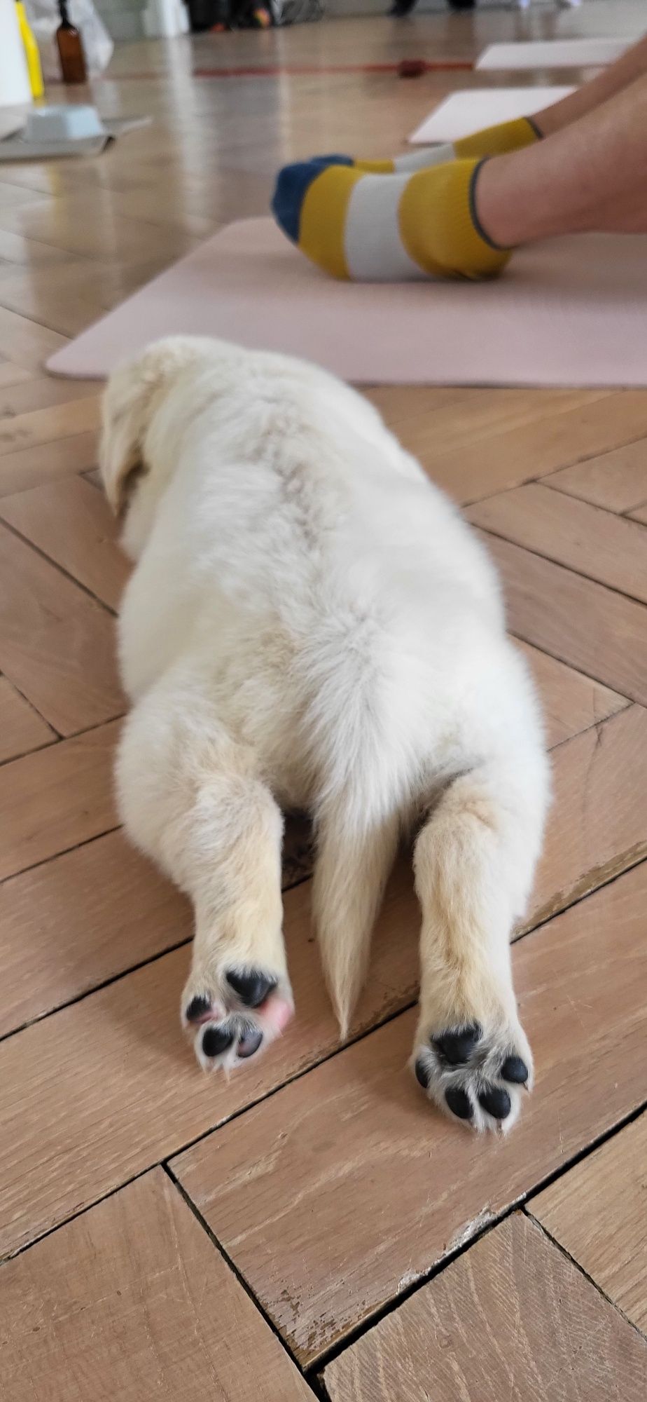 Golden Retriever Piesek gotowy do odbioru