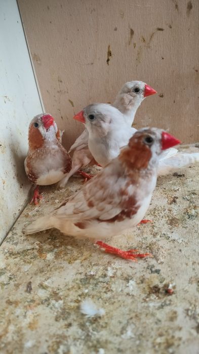 Zeberki rudopierśne,rude 2025