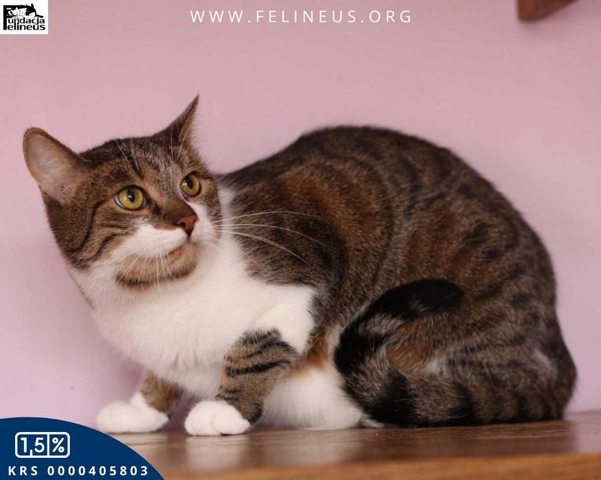 Duży, majestatyczny kocurek czeka na dom