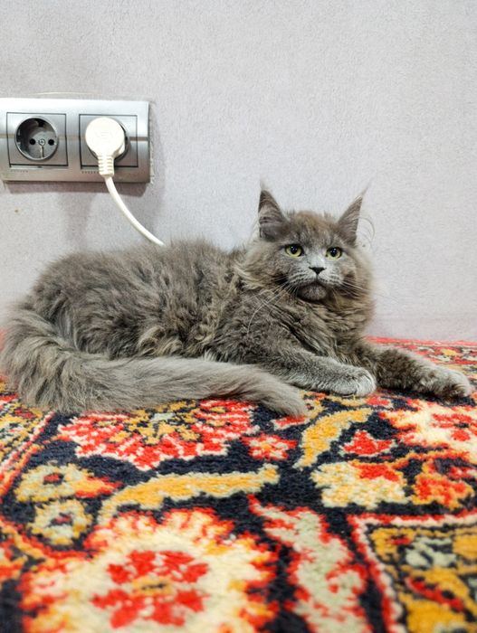 Котенок мейнкун в редком красивом окрасе