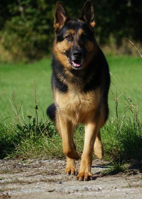 Satosz - przepiękny owczarek niemiecki szuka domu