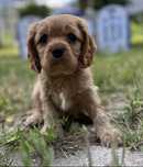 Cavalier King Charles Spaniel piesek ZKwP/FCI