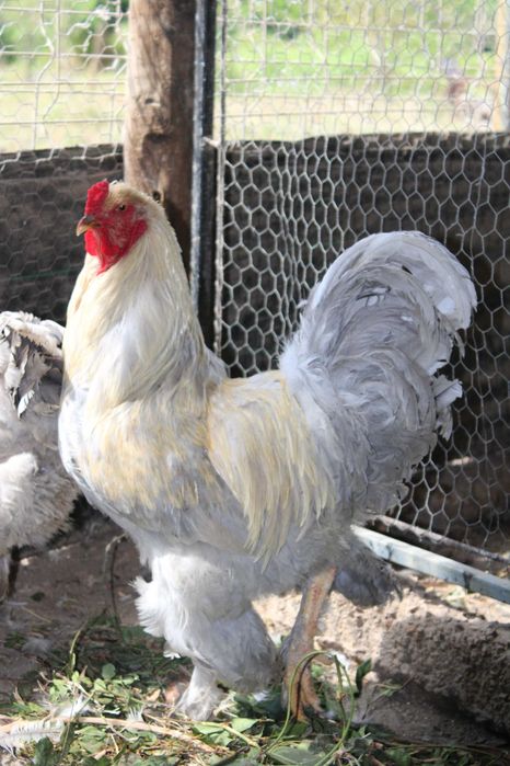 Brahma Isabella 2025