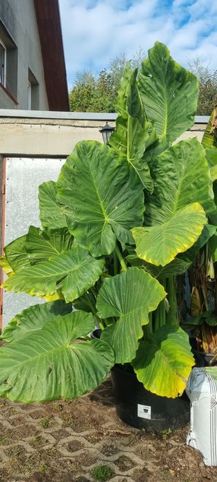 Bananowce basjoo  alokazja makroriza paradisiaca