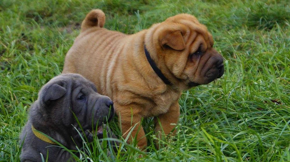 Eter rudy Shar Pei szczeniak z rodowodem, rodzice importowani FCI