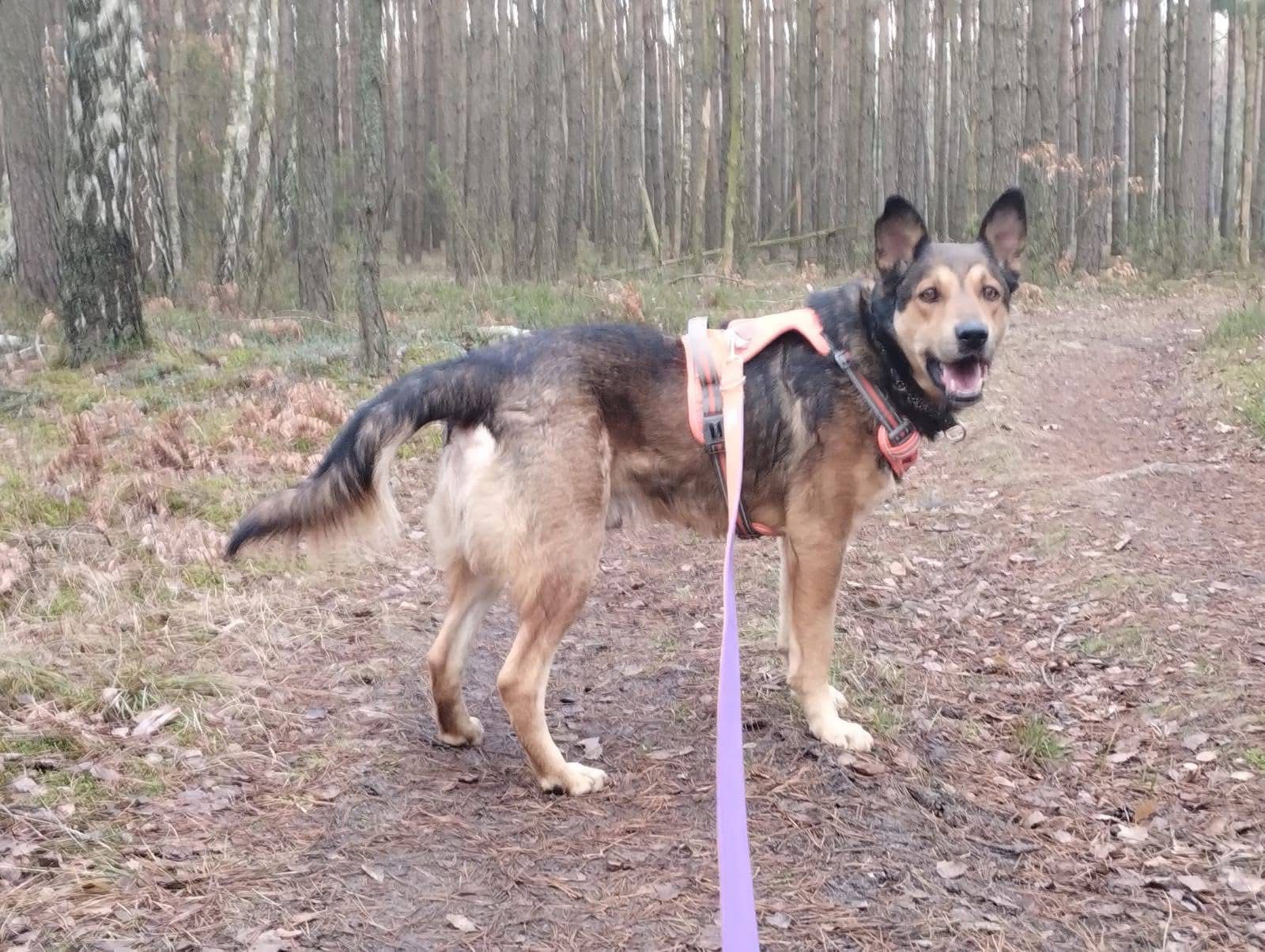 Duży pies szuka domu, mix husky