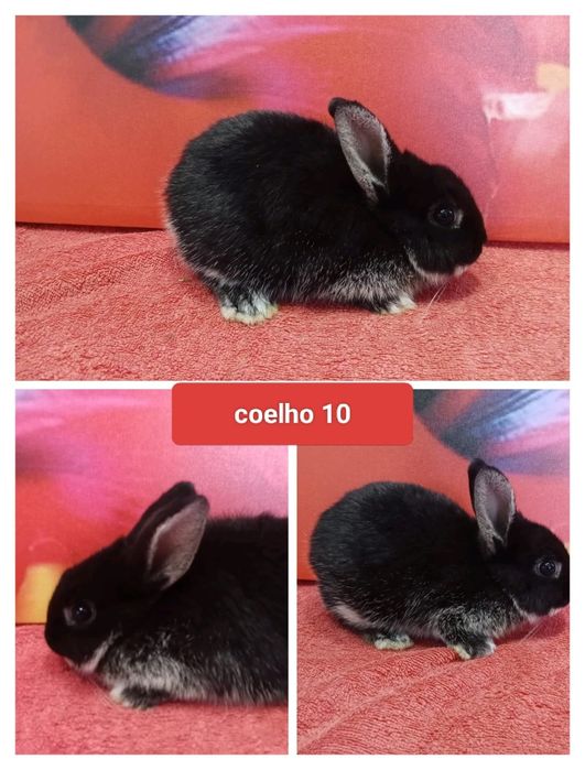 Entrega de coelhos anões no Entroncamento