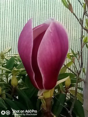 Рододендрон Магнолія Грандіфлора Церцис Гібіскус Роза Пион