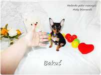Mini Piesek BAKUŚ Ratlerek /sarenka Pinczer miniaturowy +Rodowód