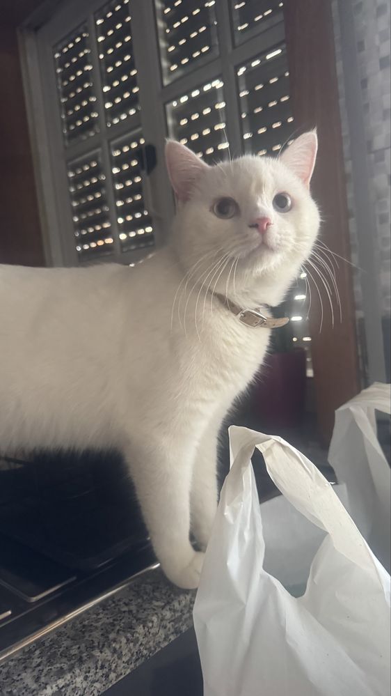 Gatinhos doces adoção