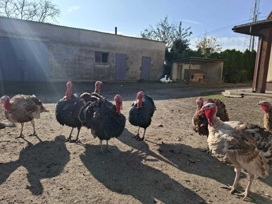 Sprzedam indyki, perlice i kaczki