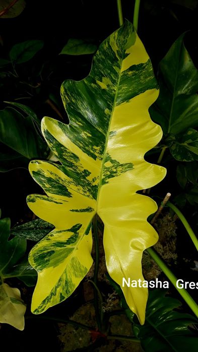 Филодендрон Philodendron Williamsii variegated Сингониум Монстера