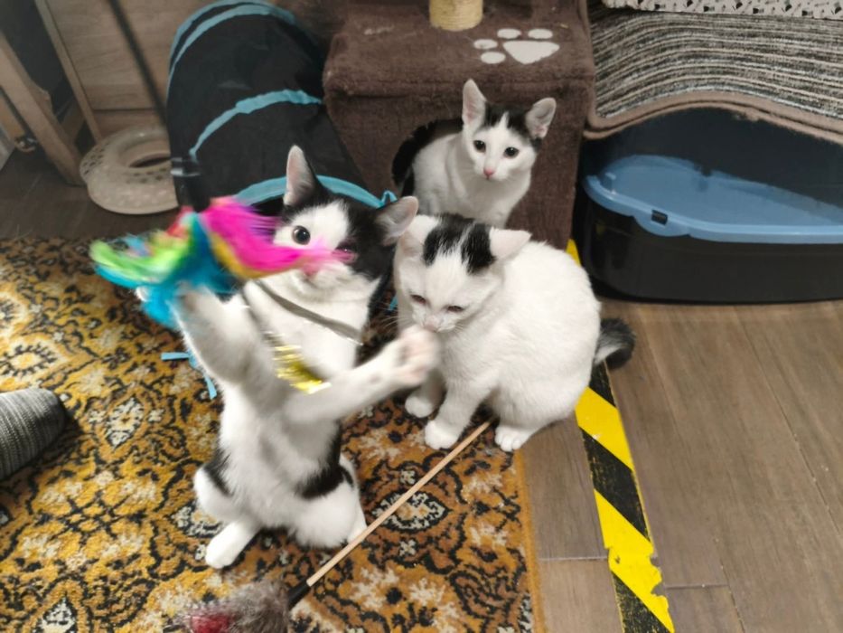 Spójrz w te oczy i podaruj dom. Wspaniałe koty czekają na Ciebie!