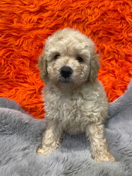 Sprzedam pięknego pudla