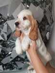 Piesek Cocker spaniel angielski