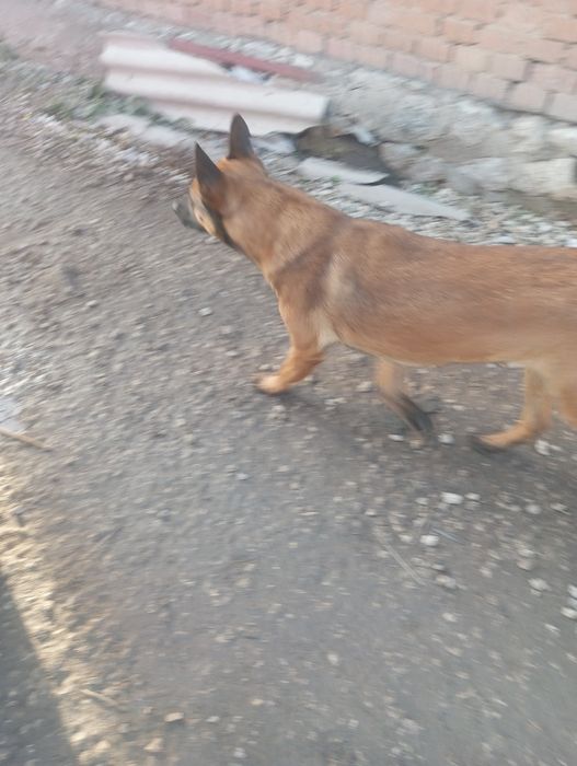 Вязка бельгійської вівчарки малінуа