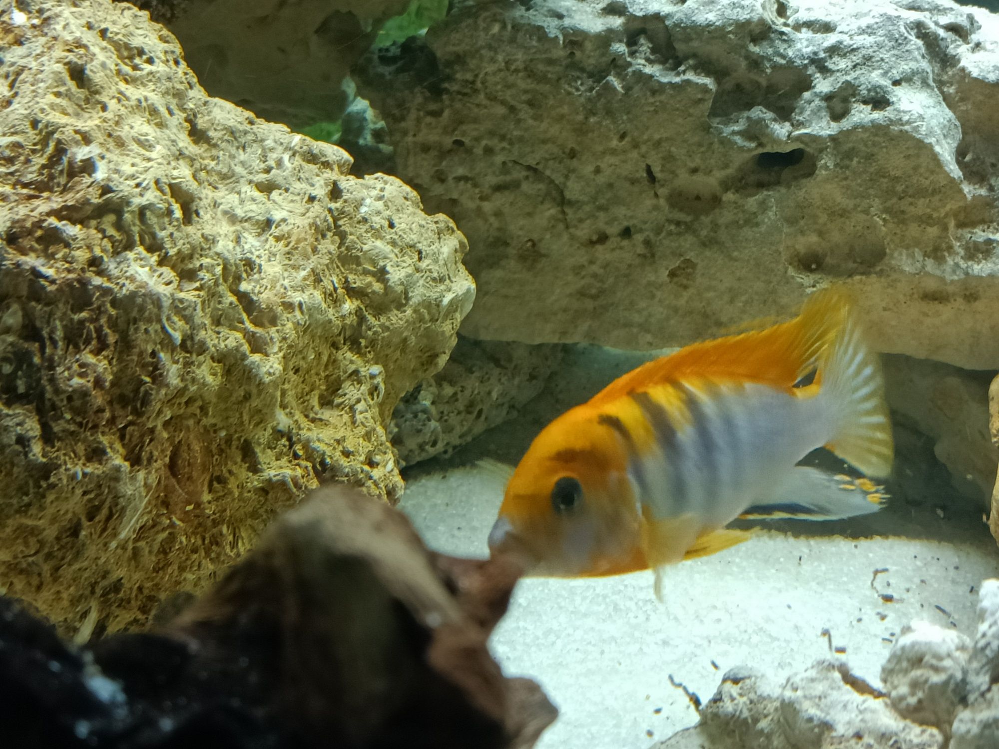 Macho Labidochromis sp Hongi, ciclideo