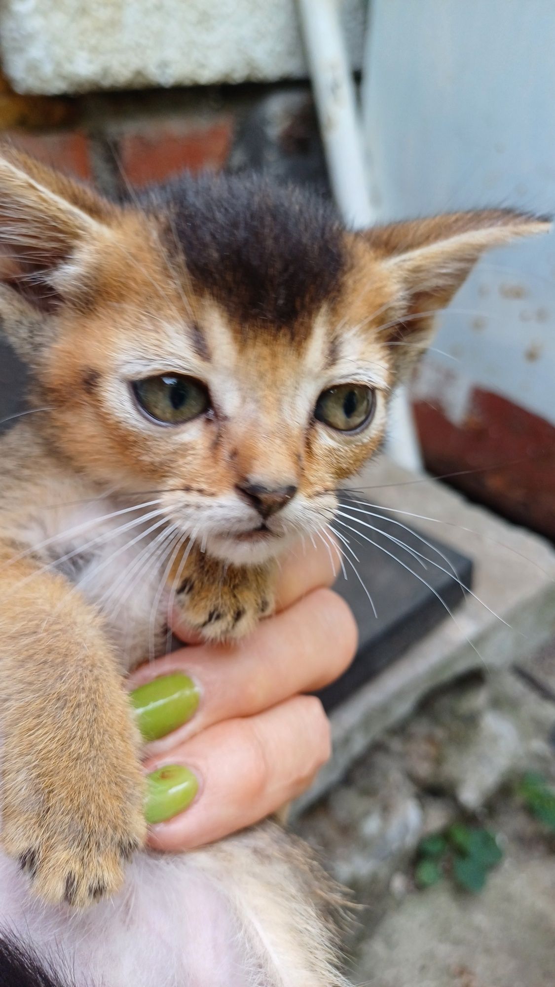Абиссинская кошечка .