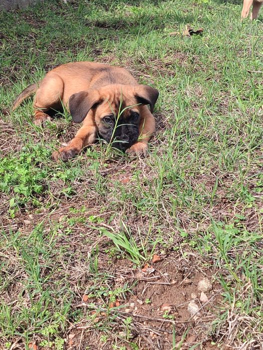 Cane Corso com lop e afixo