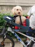 Fotelik rowerowy dla psa buddyrider