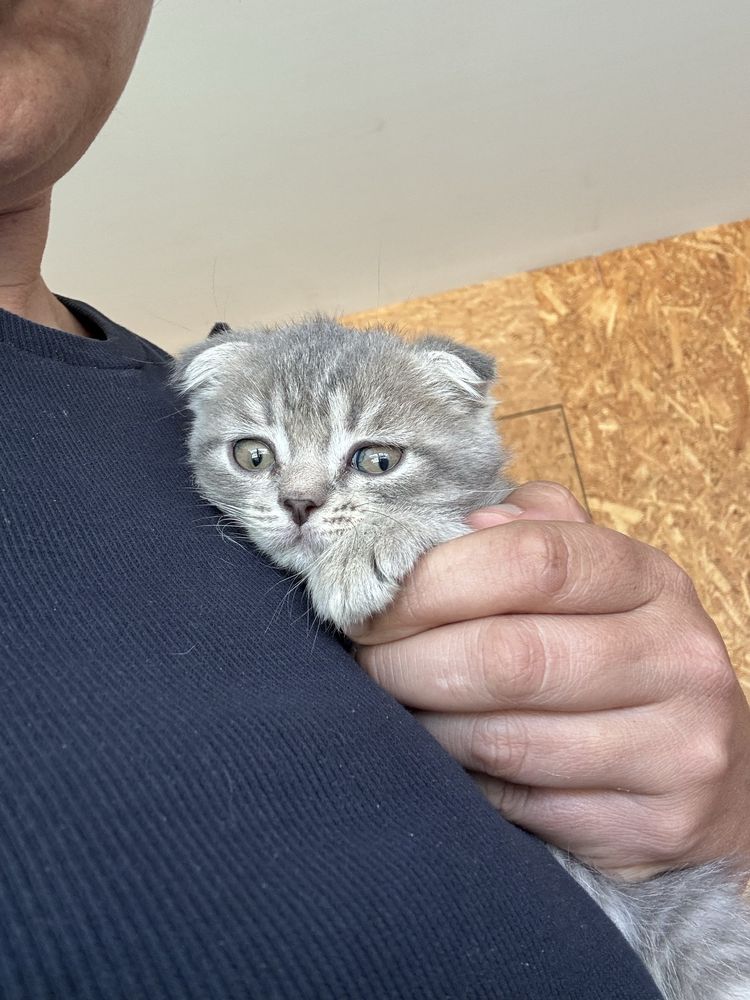 Scottish macho fold
