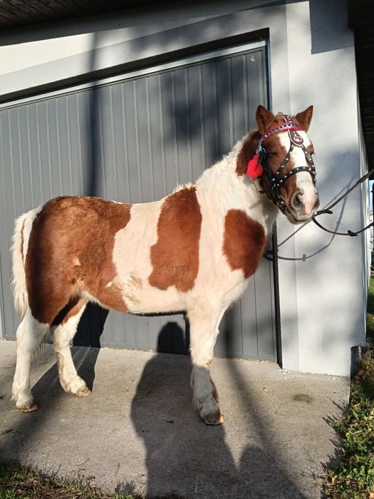 Kucyk  kucyki grzeczne