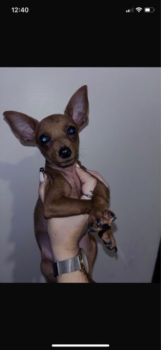 Excelente femea Pincher zero