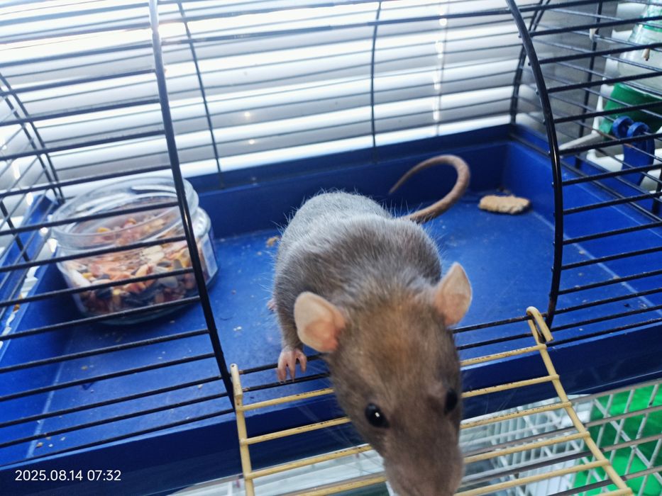 Продам крыску Дамбо с клеткой (не на корм питону)