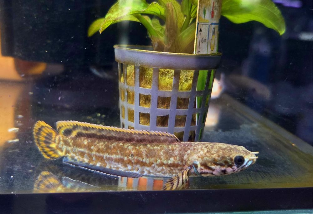 Channa bleheri (wężogłów)