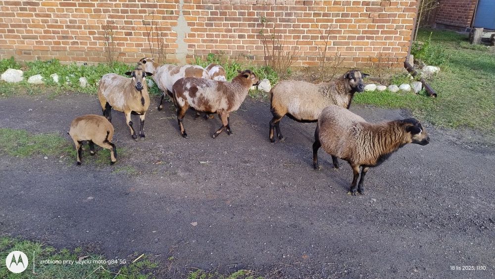 Owce kameruńskie samice