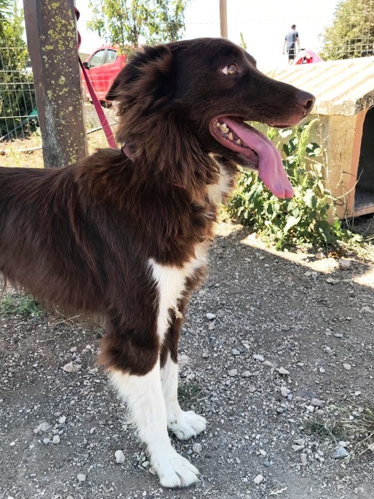 Simão pileu - cão médio pequeno para adoção