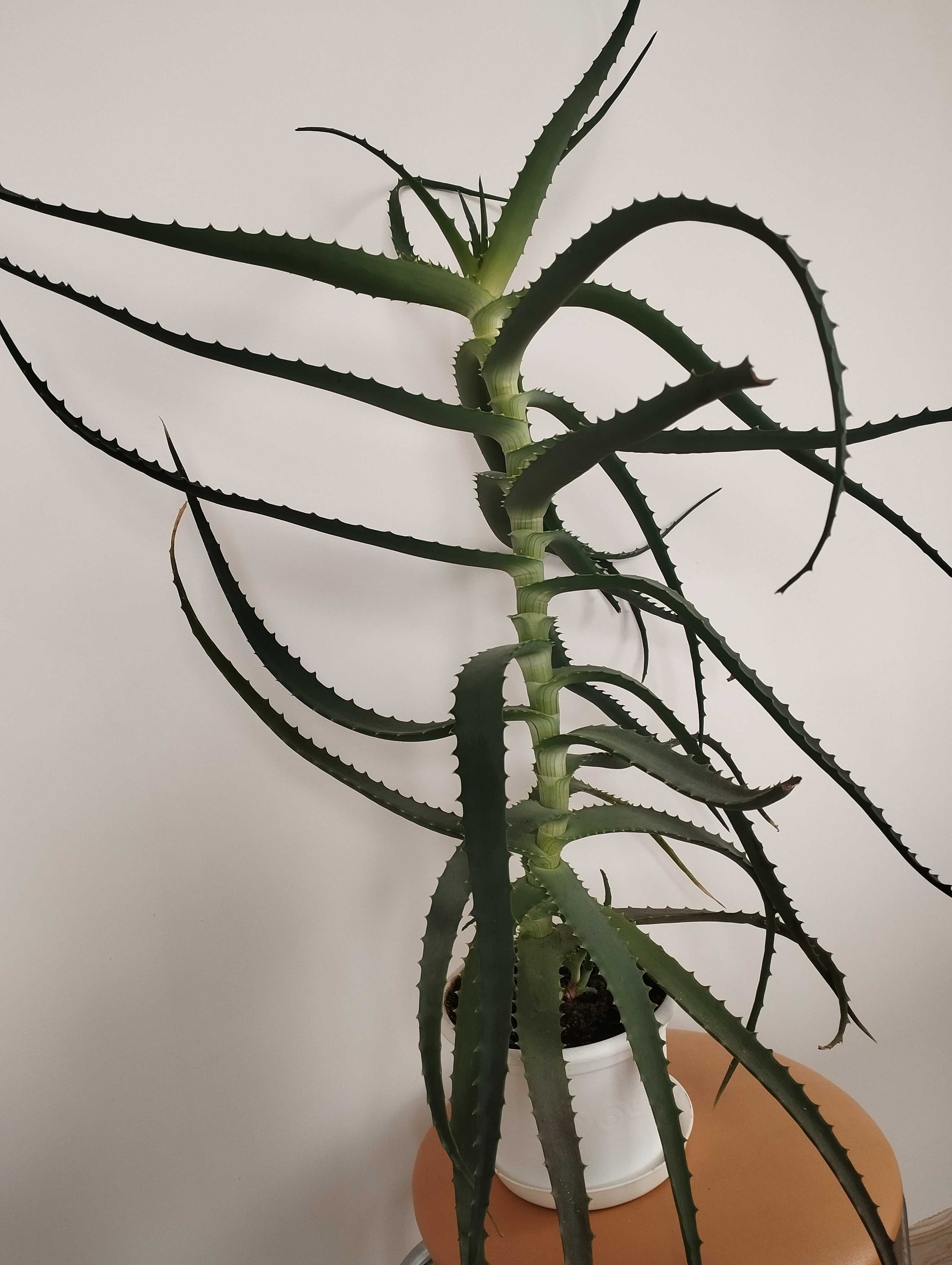 Aloes drzewiasty w doniczce 5 letni wysokość 70 cm