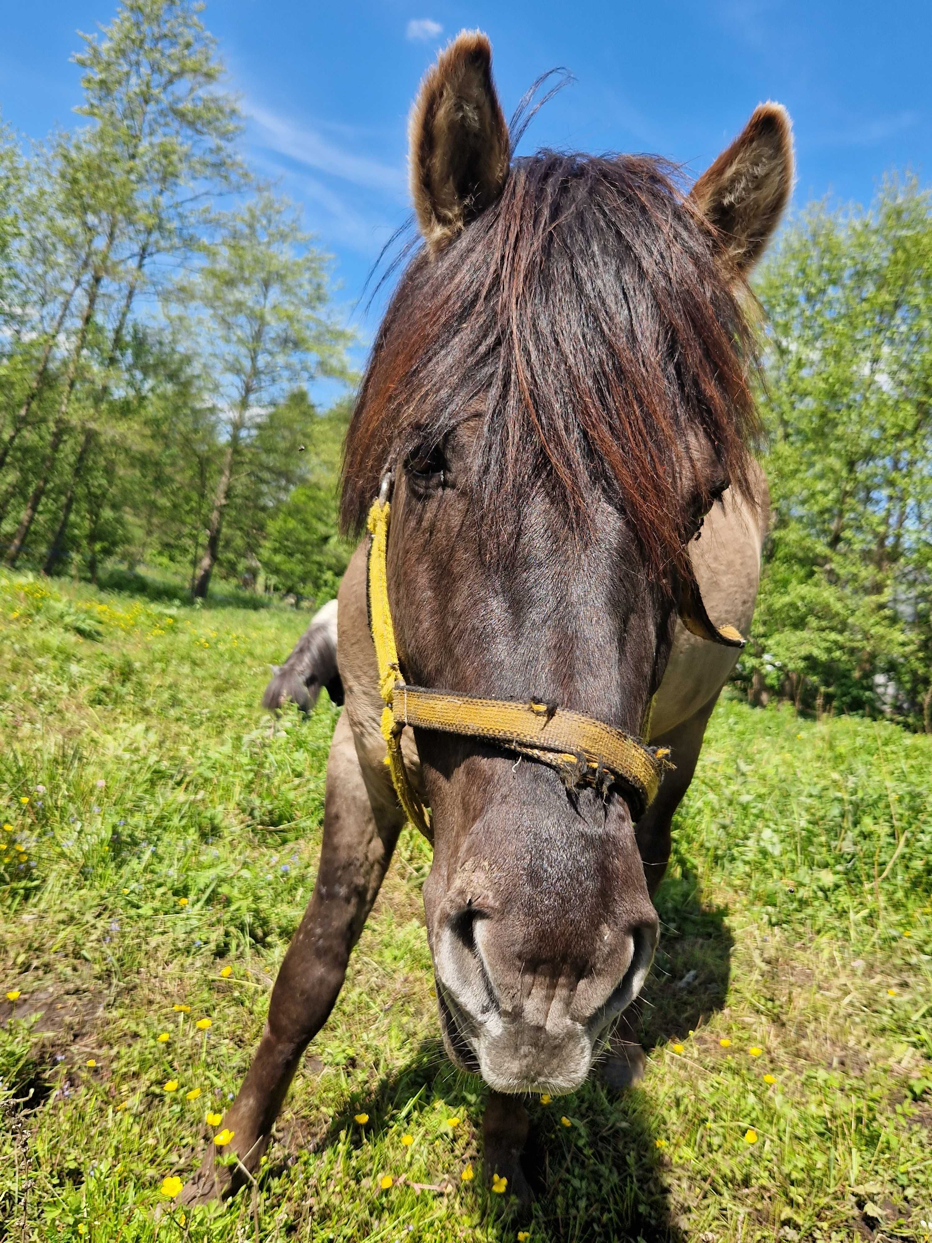 Konik polski ogier