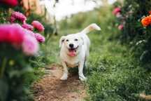 Pies suczka do adopcji Blondina szuka domu