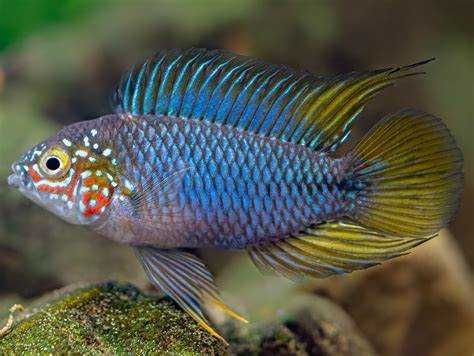 Apistogramma borellii Opal. Cetarius