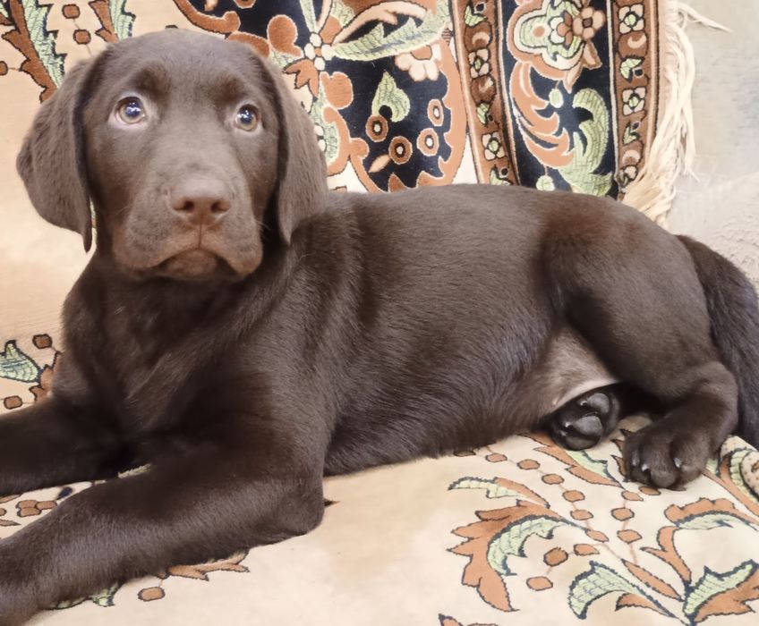 Шоколадний лабрадор