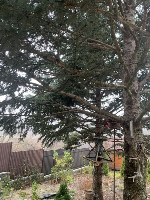 Ветки зелёной и голубой ёлки