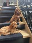 Cockapoo sunia gotowa do odbioru