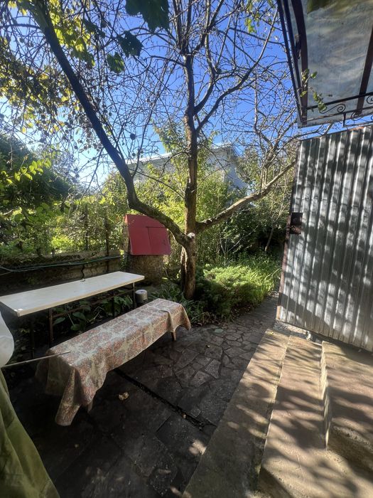 Калинка велика керниця