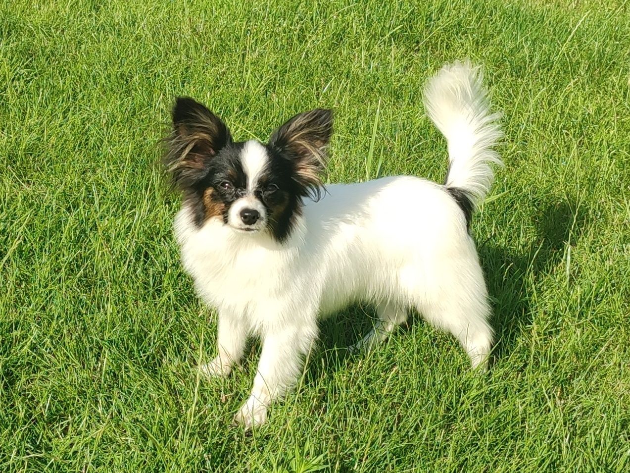 Piesek papillon spaniel kontynentalny miniaturowy .