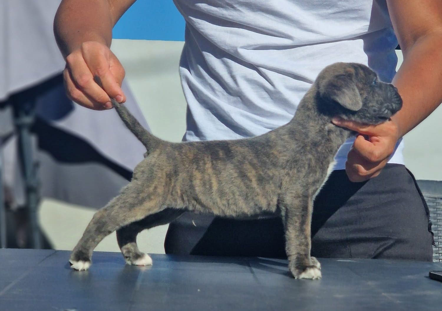 Cane corso Com Lop. Adoção