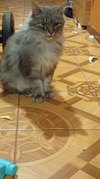 Шукаю теплі і добрі руки для ніжної кицюні