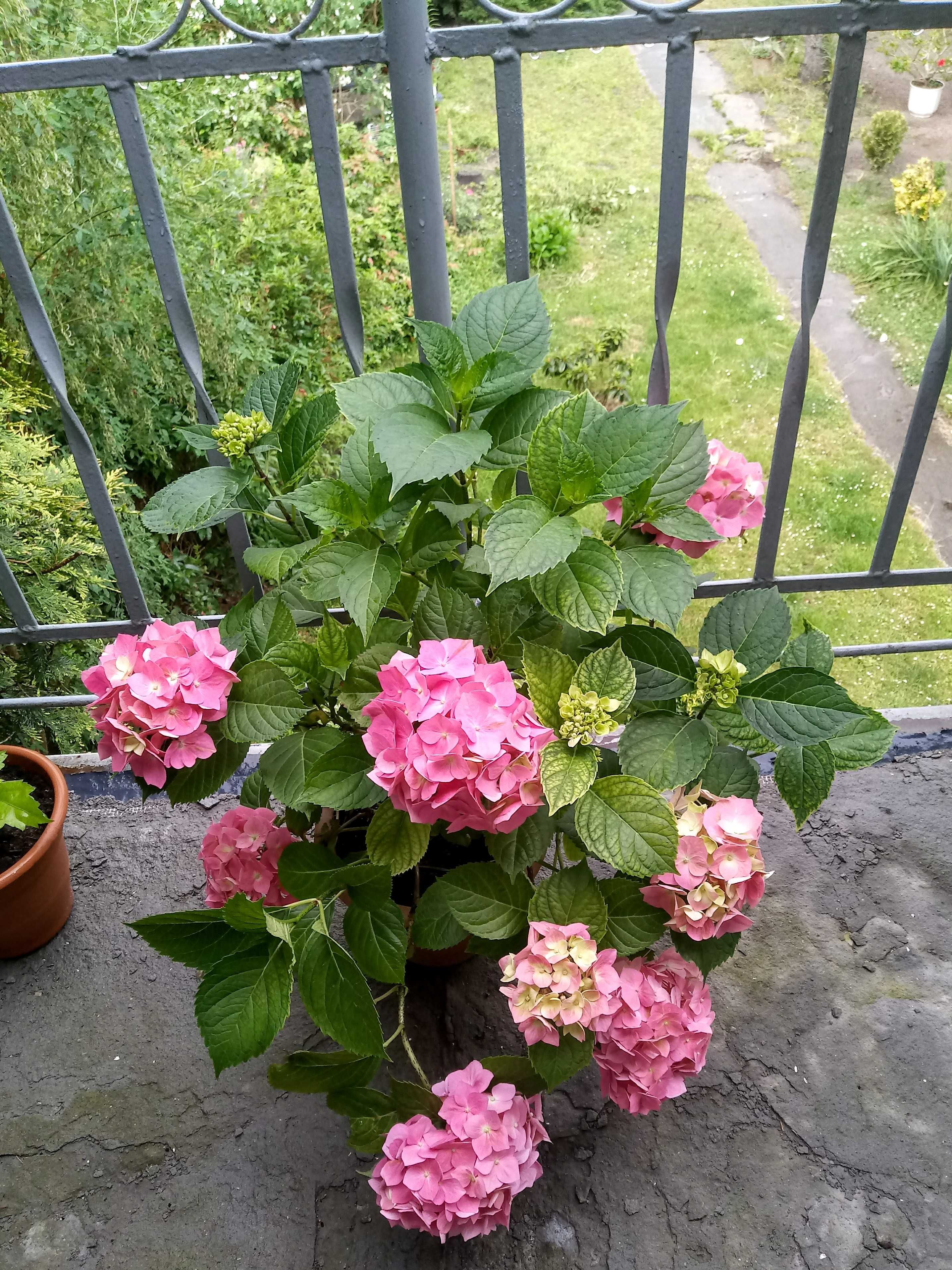 Hortensja ogrodowa różowy kwiat w doniczkach z pąkami. Duże krzaki.