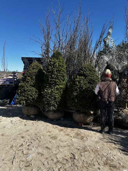 Cis hiksi 110-125m donica. David hilli szmaragd laurowiśnia Bonsai