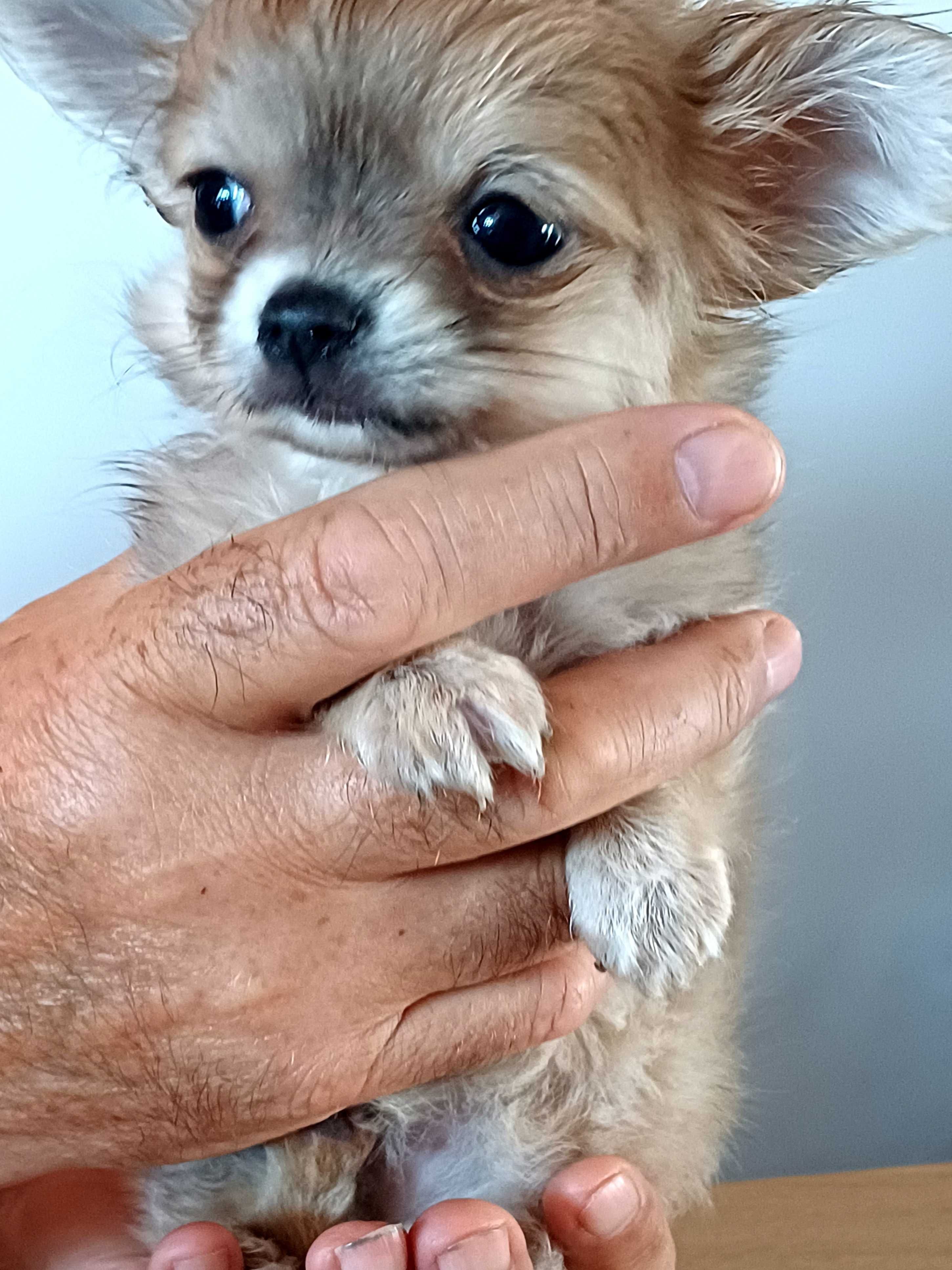 Chihuahua Beżowa Dziewczynka