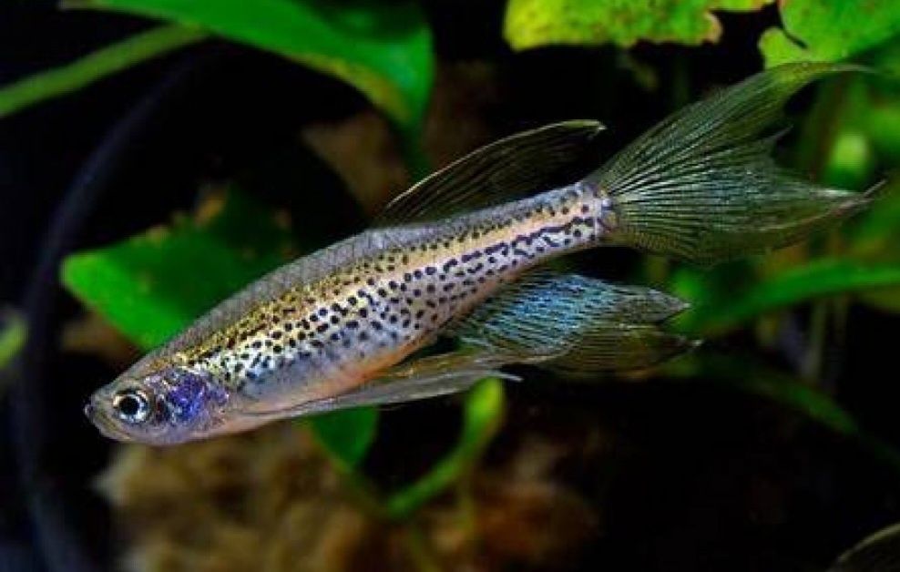 Даніо GloFish (глофіш) Данио Гло
