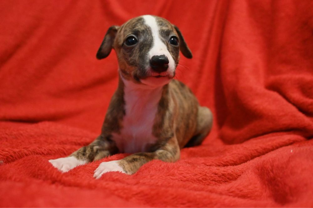 Whippet Chart Angielski-suczka